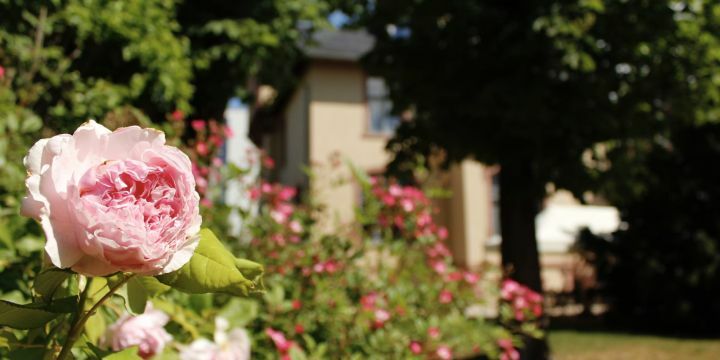 Villa Rosenthal im Hintergrund, Rosen im Vordergrund im Garten 