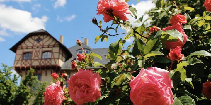 Sommer, Rosen